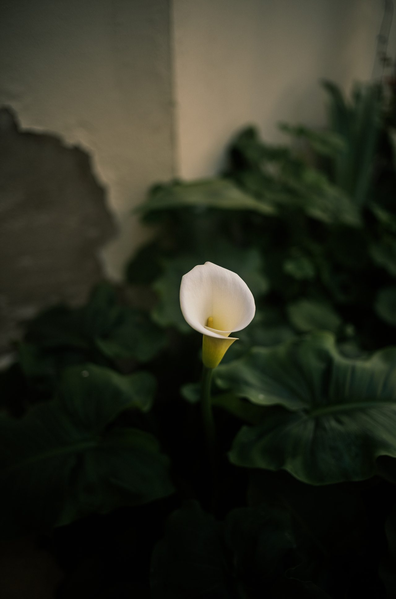 A white calla lily stands out against dark green foliage.